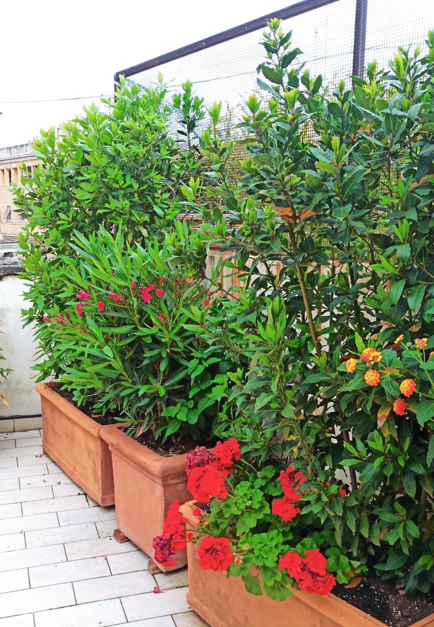 Appartamento Living By Vatican With Panoramic Terraces In